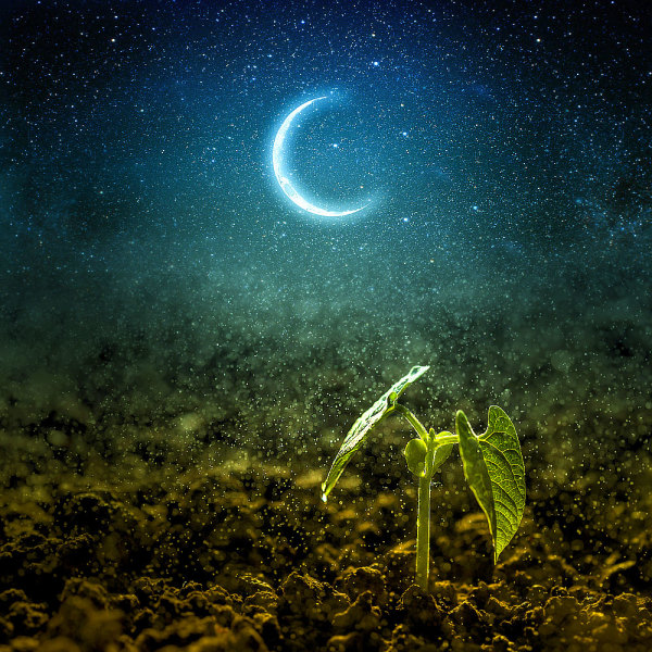 Comment Jardiner Avec La Lune Le Calendrier Lunaire De 2021